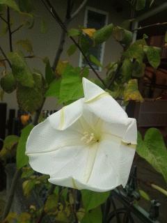 夜顔の花が珍しく朝まで咲いてました