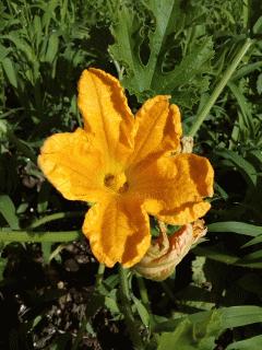 ズッキーニの花が咲いてます