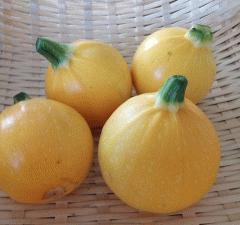 ズッキーニの販売を始めました