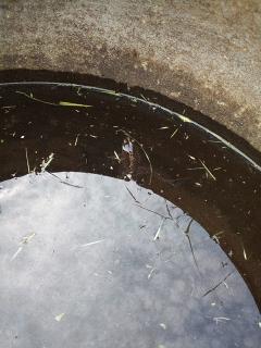 生態系の浄化システム