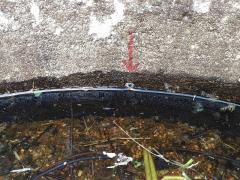 メダカ池の水漏れを修繕しました