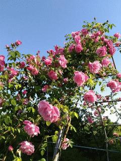薔薇のエントランス