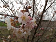 暖地桜桃が1分咲きです