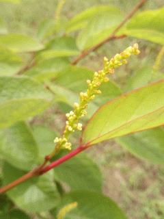 シラキの花が咲きました