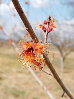 アメリカハナノキの開花