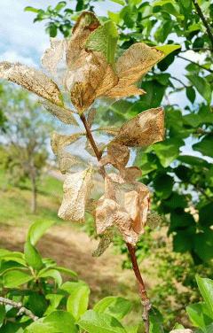 毛虫の発生を確認しました