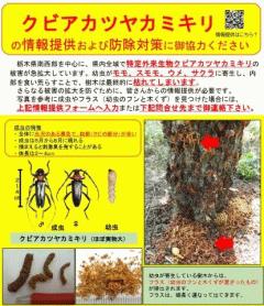 クビアカカミキリ捕殺